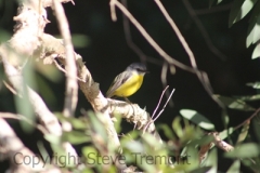 Eastern-Yellow-Robin-Stuarts-Point-NSW-10-7-2014-SMT