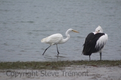 Great-Egret-Australian-Pelican-Lemon-Tree-Passage-NSW-3-4-2015-SMT