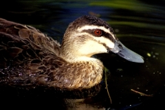 Pacific-Black-Duck-Botanic-Gardens-ACT-29-12-2001-SMT