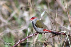 Red-browed-Finch-Armidale-Pine-Forest-NSW-31-10-2013-SMT-1