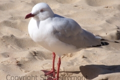 Silver-Gull-Manly-NSW-24-5-2006-SMT-2
