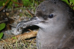 Wedge-tailed-Shearwater-North-Rock-Broughton-Island-NSW-19-12-2010-SMT-1
