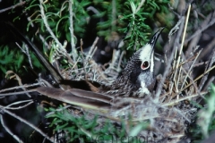 White-fronted-Honeyeater-Mt-Tilley-4-9-1983-SMT