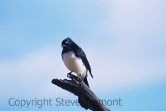 Willy-Wagtail-250-Pine-Forest-Road-Armidale-NSW-9-4-2005-SMT
