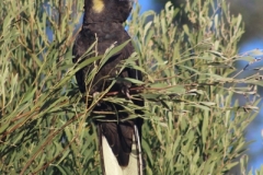 Yellow-tailed-Black-Cockatoo-250-Pine-Forest-Road-Armidale-NSW-10-8-2013-SMT-5