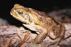 Bufo-marinus-Cane-Toad-Mebbin-Springs-NSW-23-10-2007-SMT-3