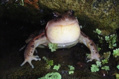 Limnodynastes-peronii-Striped-Marsh-Frog-Dorrigo-NSW-24-11-2007-SMT-1