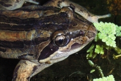 Limnodynastes-peronii-Striped-Marsh-Frog-Dorrigo-NSW-24-11-2007-SMT-4