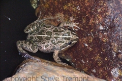 Limnodynastes-tasmaniensis-Spotted-Marsh-Frog-250-Pine-Forest-Road-Armidale-NSW-5-11-2006-SMT-1