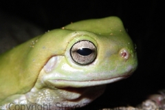 Litoria-caerulea-Green-Tree-Frog-Arakoon-NSW-24-11-2008-SMT-2