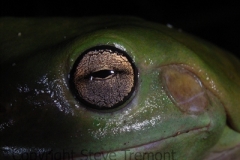 Litoria-caerulea-Green-Tree-Frog-Arrawarra-NSW-27-11-2006-SMT-7