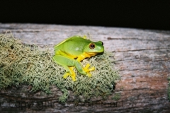 Litoria-chloris-Red-eyed-Tree-Frog-Mt-Hyland-Forest-Lodge-NSW-18-7-2006-SMT-2