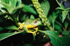 Litoria-chloris-Red-eyed-Tree-Frog-Mt-Hyland-Forest-Lodge-NSW-18-7-2006-SMT-4