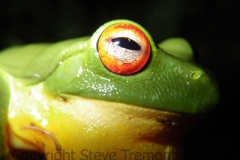 Litoria-chloris-Red-eyed-Tree-Frog-Mt-Hyland-Forest-Lodge-NSW-28-11-2008-SMT-4