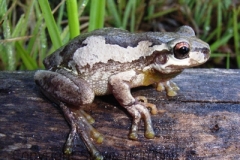 Litoria-dentata-Bleating-Tree-Frog-250-Pine-Forest-Road-Armidale-NSW-28-1-2008-SMT-1