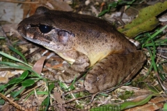 Mixophyes-balbus-Stuttering-Frog-Mt-Hyland-Forest-Lodge-NSW-29-11-2008-SMT-2