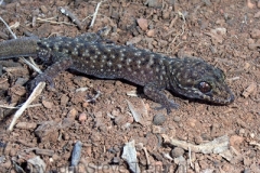 Bynoes-Gecko-Heteronotia-binoei-Bingara-NSW-3-August-2008-SMT-2