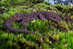 Bynoes-Gecko-Heteronotia-binoei-via-Bundarra-NSW-23-June-2007-SMT-2