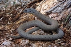 Common-Scaly-foot-Pygopus-lepidopodus-Butchers-Creek-via-Yerranderie-NSW-03-10-2011-SMT-07