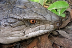 Eastern-Blue-tongued-Lizard-Tiliqua-scincoides-Great-Keppel-Island-QLD-16-7-2010-SMT