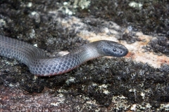 Eastern-Small-eyed-Snake-Rhinoplocephalus-nigrescens-Warra-NP-via-Guyra-NSW-11-12-2011-SMT-2