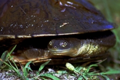 Eastern-Snake-necked-Turtle-Chelodina-longicollis-Tatibahvia-Armidale-NSW-SMT-2