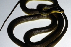 Green-Tree-Snake-Dendrelaphis-punctulata-Fishermans-Point-Hawksbury-River-NSW-8-10-1981-SMT-2