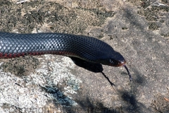 Red-bellied-Black-Snake-Pseudechis-porphyriacus-Georges-Creek-via-Tenterden-NSW-6-10-2007-SMT