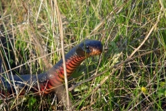 Red-bellied-Black-Snake-Pseudechis-porphyriacus-Tatibah-via-Armidale-NSW-21-10-2011-SMT