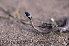 Red-naped-Snake-Furina-diadema-Gunnedah-NSW-23-2-1996-SMT-1
